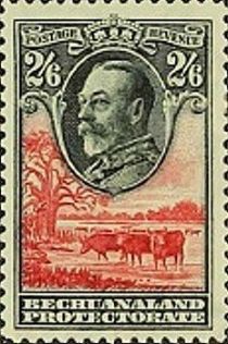 George V, Cattle (Bos primigenius taurus)