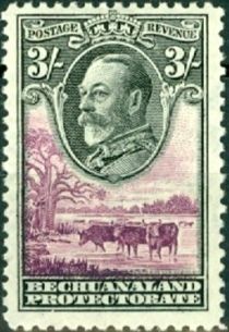 George V, Cattle (Bos primigenius taurus)