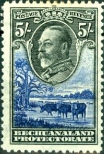 George V, Cattle (Bos primigenius taurus)