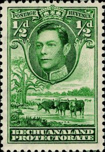 George VI, Cattle (Bos primigenius taurus)