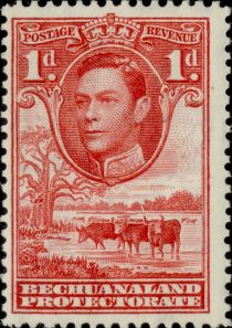 George VI, Cattle (Bos primigenius taurus)