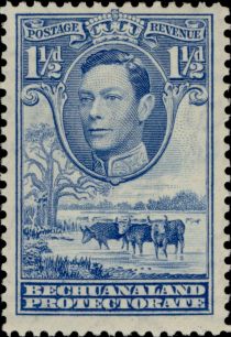 George VI, Cattle (Bos primigenius taurus)