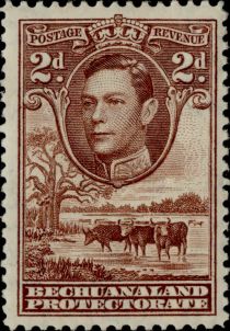 George VI, Cattle (Bos primigenius taurus)