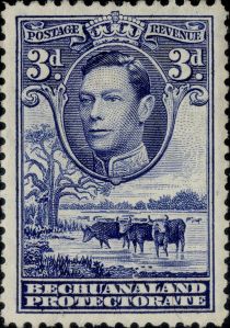 George VI, Cattle (Bos primigenius taurus)