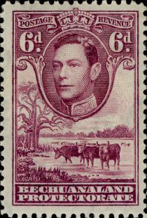 George VI, Cattle (Bos primigenius taurus)