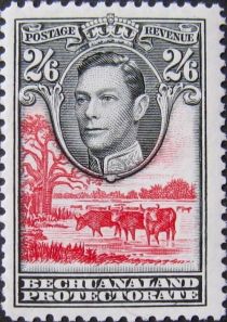 George VI, Cattle (Bos primigenius taurus)