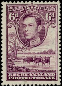 George VI, Cattle (Bos primigenius taurus)