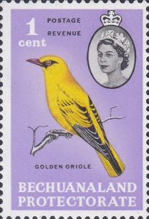 African Golden Oriole (Oriolus auratus)