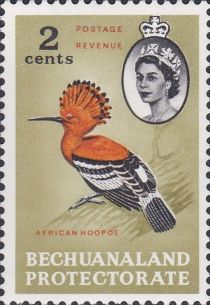 African Hoopoe (Upupa epops africana)