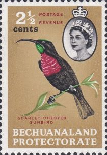 Scarlet-chested Sunbird (Chalcomitra senegalensis)