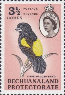 Cape Widow-bird (Euplectes capensis)