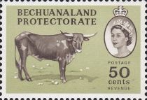 Bechuana Cattle (Bos primigenius taurus)