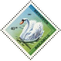 Mute Swan (Cygnus olor)