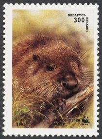 European Beaver (Castor fiber)