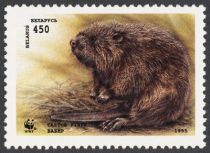 European Beaver (Castor fiber)