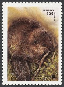 European Beaver (Castor fiber)