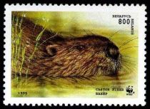 Eurasian Beaver (Castor fiber)