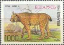 Eurasian Lynx (Lynx lynx)