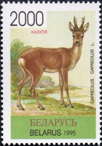 Western Roe Deer (Capreolus capreolus)