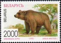 Brown Bear (Ursus arctos)