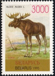 Moose (Alces alces)