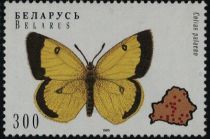 Moorland Clouded Yellow (Colias palaeno)