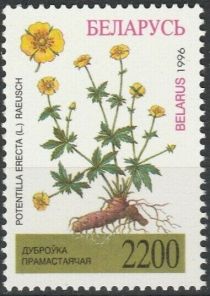 Common Tormentil (Potentilla erecta)