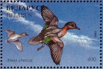 Green-winged Teal (Anas crecca)