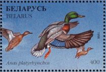 Mallard (Anas platyrhynchos)