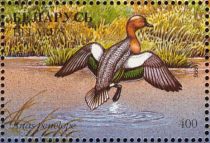 Eurasian Wigeon (Anas penelope)