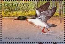 Common Merganser (Mergus merganser)