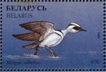 Smew (Mergus albellus)