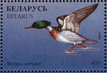 Red-breasted Merganser (Mergus serrator)