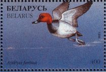 Common Pochard (Aythya ferina)