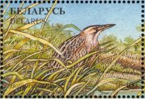 Great Bittern (Botaurus stellaris)