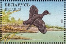 Eurasian Coot (Fulica atra)