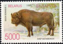 European Bison (Bison bonasus)