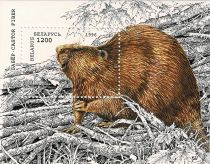 Eurasian Beaver (Castor fiber)