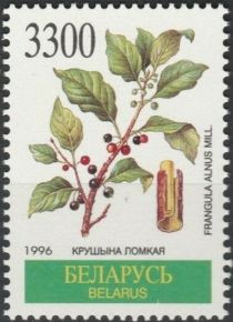 Alder Buckthorn (Frangula alnus)