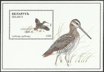 Common Snipe (Gallinago gallinago)