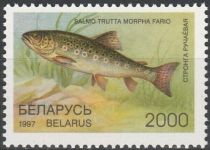 Brown Trout (Salmo trutta morpha fario)