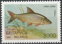 Vimba Bream (Vimba vimba)