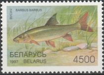 Common Barbel (Barbus barbus)