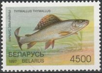 Grayling (Thymallus thymallus)