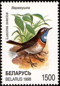 Bluethroat (Luscinia svecica cyanecula)