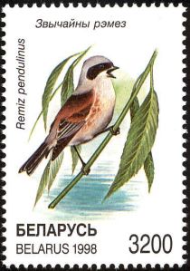 Eurasian Penduline Tit (Remiz pendulinus)