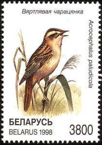 Aquatic Warbler (Acrocephalus paludicola)