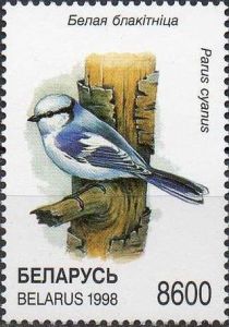 Azure Tit (Parus cyanus)