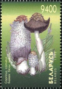 Shaggy Ink Cap (Coprinus comatus)