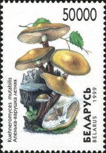 Sheathed Woodtuft (Kuehneromyces mutabiles)